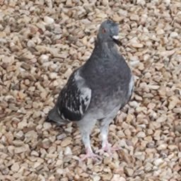 pigeon