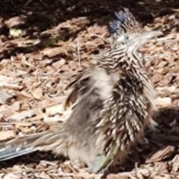 roadrunner