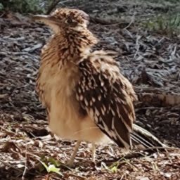 roadrunner