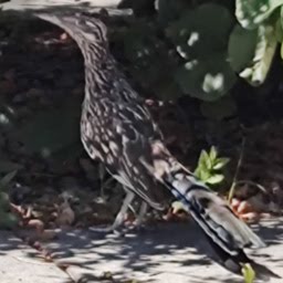 roadrunner