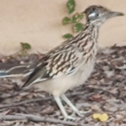 roadrunner